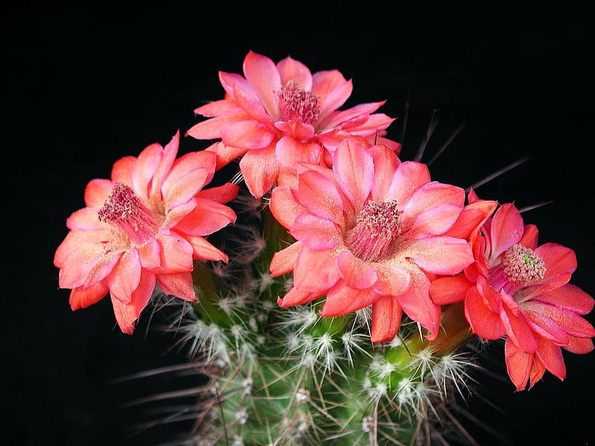 Cactus Flowers, red cactus flower HD wallpaper | Pxfuel