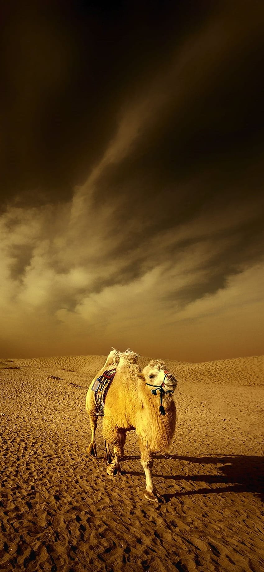 Desert, camel, clouds, dusk 1242x2688 iPhone 11 Pro/XS Max , background, desert camel HD phone wallpaper