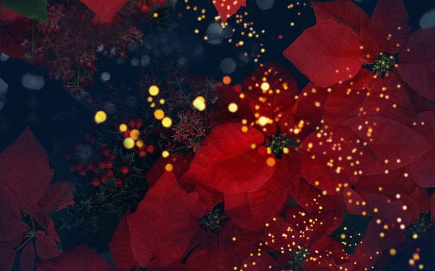 Çiçek Açan Poinsettias Kırmızısı. Noel Atatürk çiçeği için Android HD duvar kağıdı