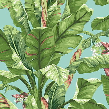 Banana tree leaves HD wallpapers | Pxfuel