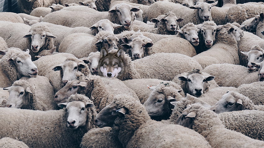 羊の皮をかぶったオオカミ: ヨーロッパでは証明されていない治療法の行商人、羊の皮をかぶったオオカミ 高画質の壁紙