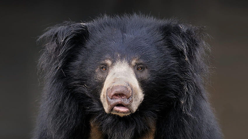 Sloth Bear, beruang berkacamata Wallpaper HD