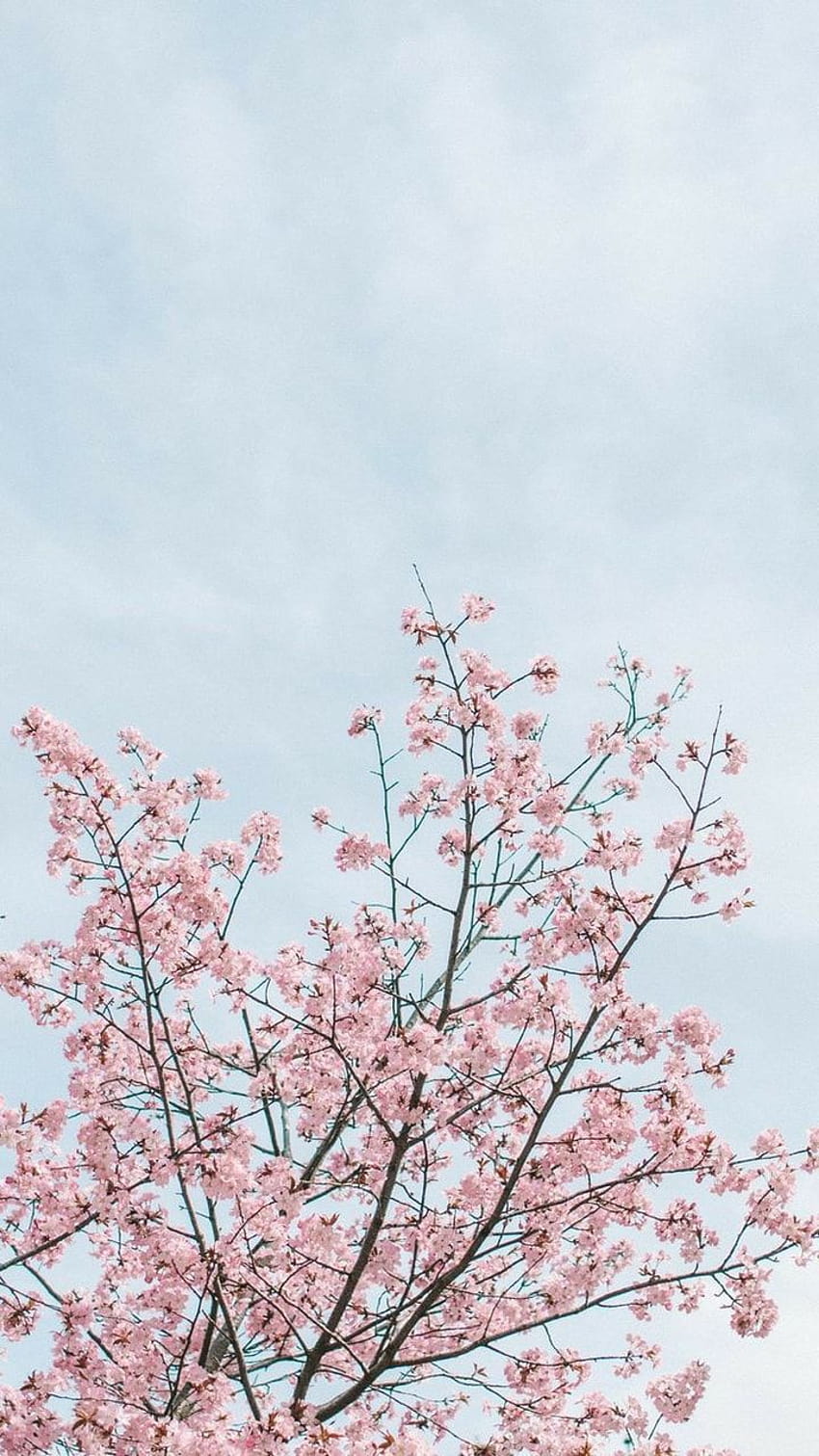 Japan Sakura, cherry blossom tree aesthetic HD phone wallpaper
