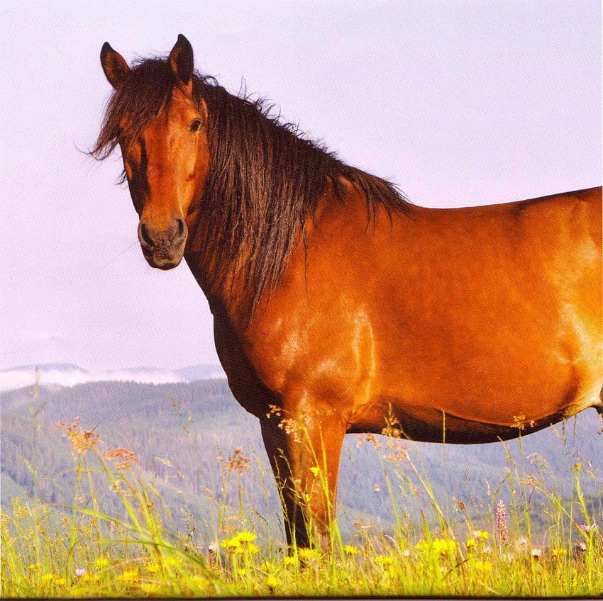 Bay Horses Brown Lone Stallion Horse ~ Horses 16 HD wallpaper