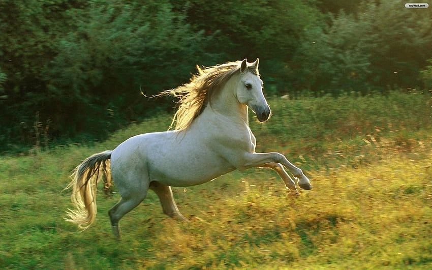 Beautiful Horses, pretty horses HD wallpaper