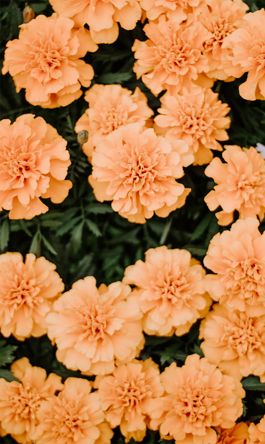 45 Beautiful flower iphone ideas ,Orange peach summer flowers, summer colours HD phone wallpaper