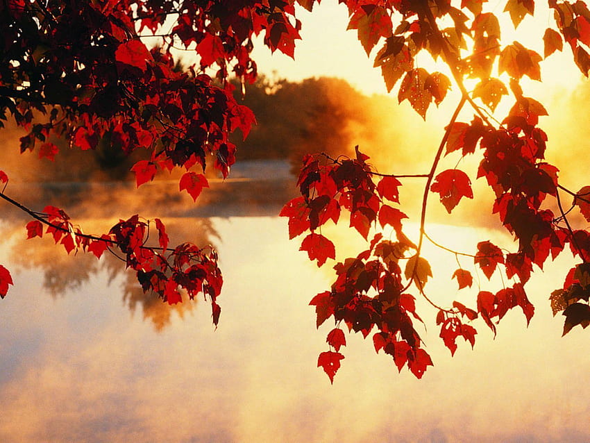 Light Beam Autumn Fall HD wallpaper