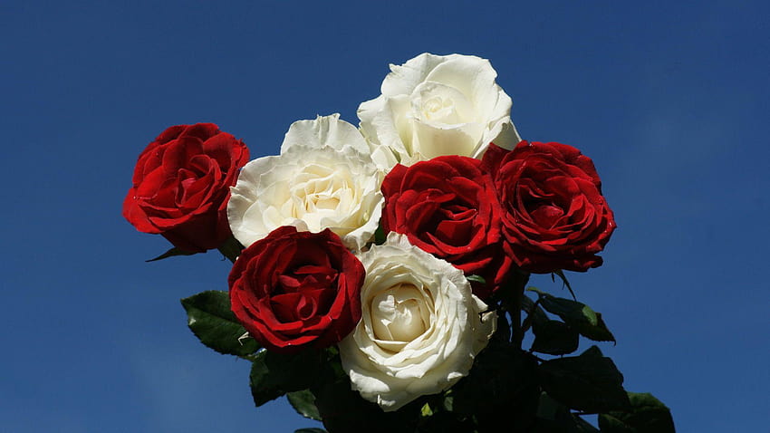 Red And White Rose 08055 HD wallpaper | Pxfuel