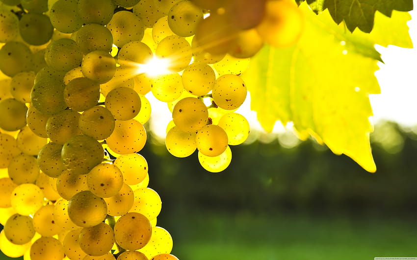 Autumn Grape Ultra Backgrounds for U TV : Multi Display, Dual Monitor : Tablet : Smartphone, autumn grapes HD wallpaper