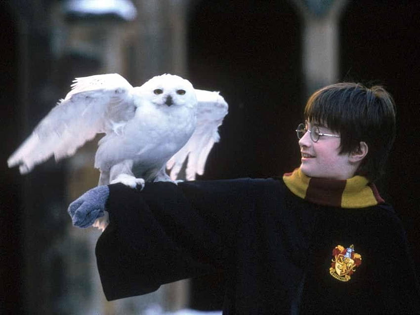 Click here to in Format >> Harry Potter Young, hedwig HD wallpaper