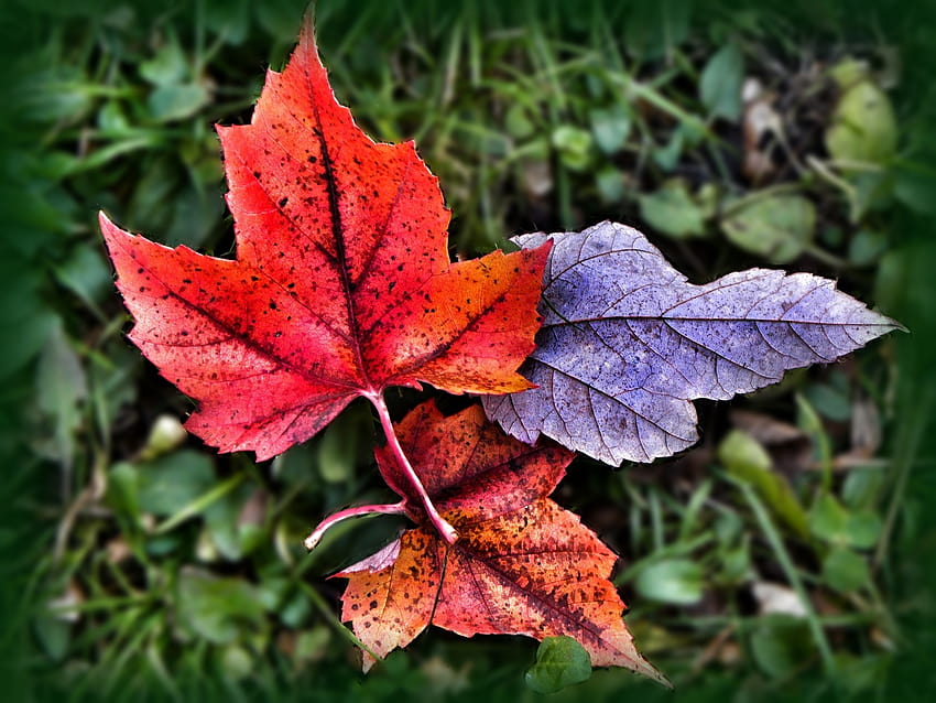 : autumn, Toronto, Ontario, Canada, macro, fall, colors, leaves, leaf, creative, explore, on, iPad, onasill 2048x1536, creative autumn HD wallpaper