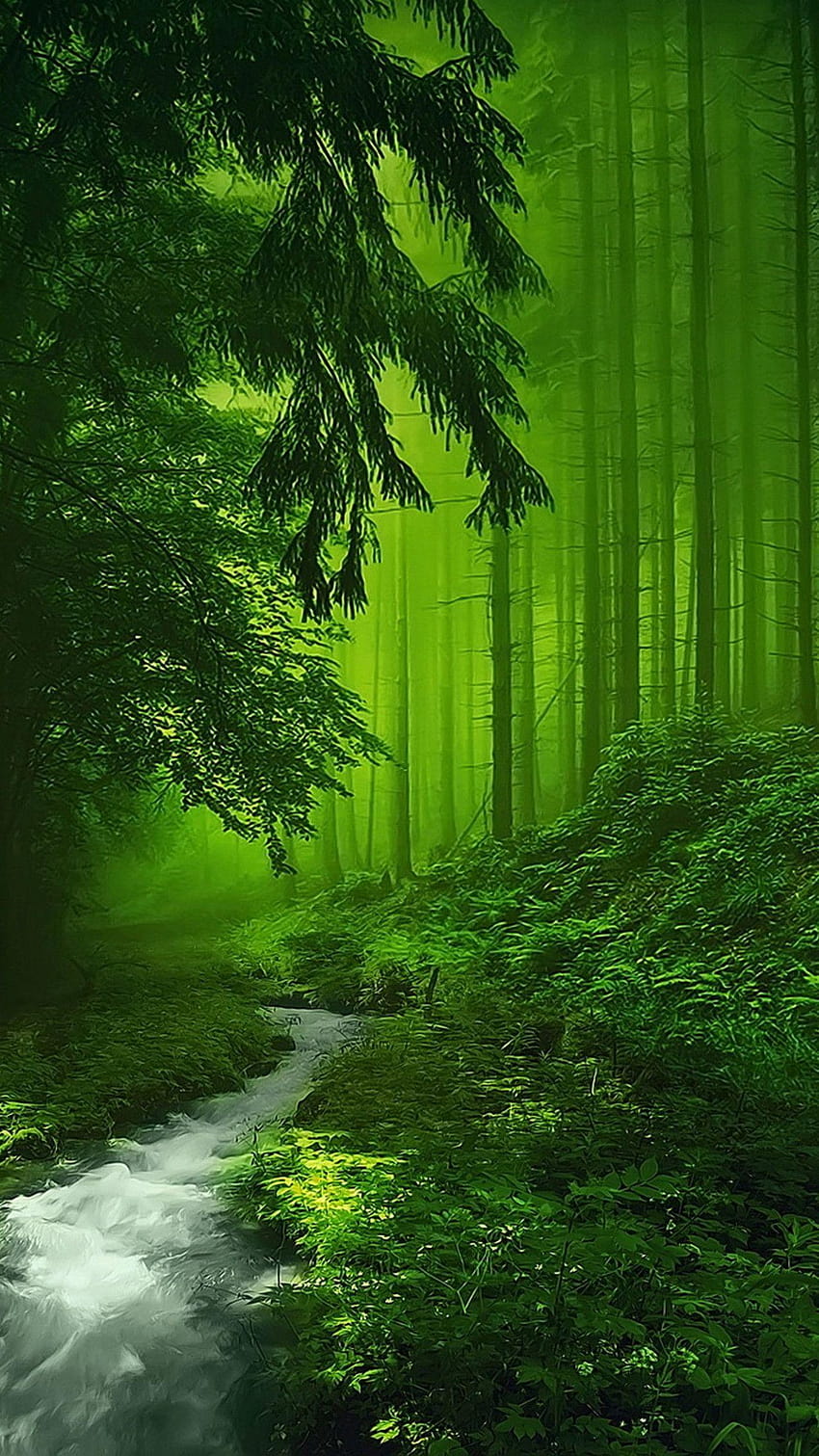 1242x2208 Ein klarer Fluss im grünen Wald, Wälder HD-Handy-Hintergrundbild