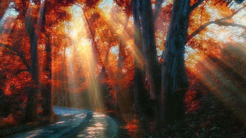 Beautiful Sunrays For Your Backgrounds, sun rays autumn HD wallpaper