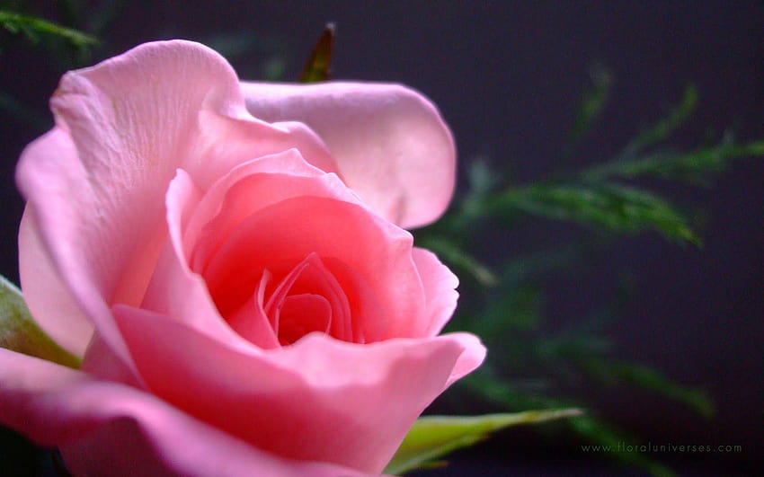 Single Pink Rose Mobile ~ Box, single rose HD wallpaper
