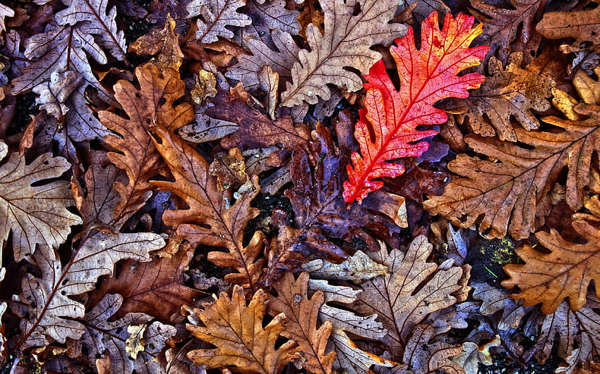3840x2400 oak leaves, autumn, fall, falling oak leaves HD wallpaper