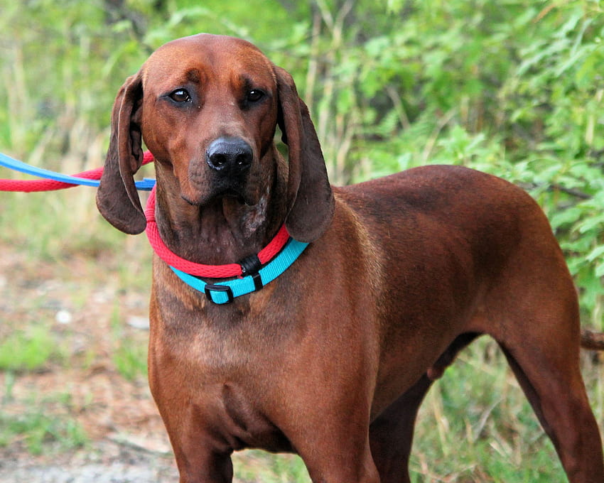 Best 5 Redbone Coonhound on ...hip, coonhounds HD wallpaper | Pxfuel