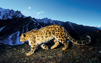 King Cheetah Images - Free Download on Freepik