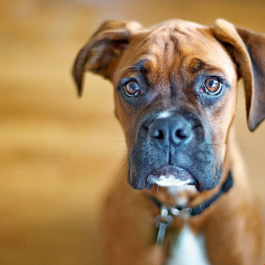 Sad Boxer Dog, pets HD phone wallpaper | Pxfuel