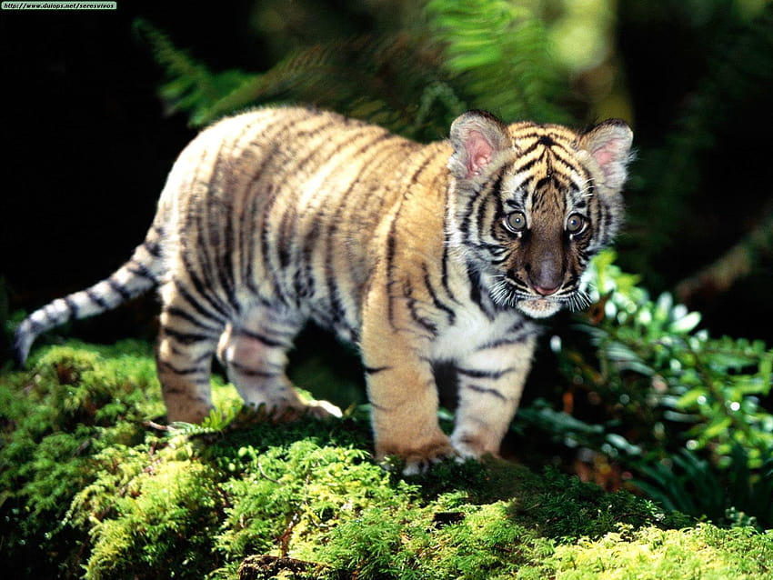 Amur Tiger Cub, tiger cubs HD wallpaper