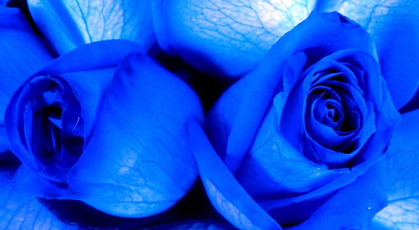 S de rosas azules, hermosa rosa azul fondo de pantalla | Pxfuel