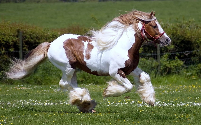 con un cavallo marrone bianco veloce che corre [1600x1000] per il tuo, cellulare e tablet Sfondo HD