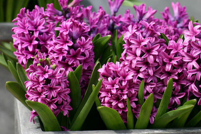 Hyacinths Pink Hyacinths dan latar belakang, bunga eceng gondok Wallpaper HD