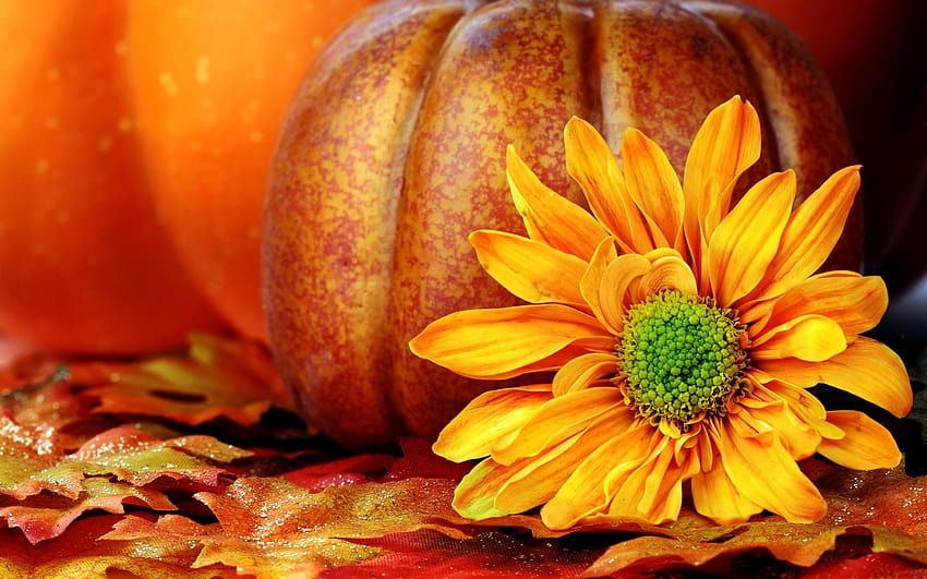 Есенни фонове с тикви, тикви и кошница HD тапет