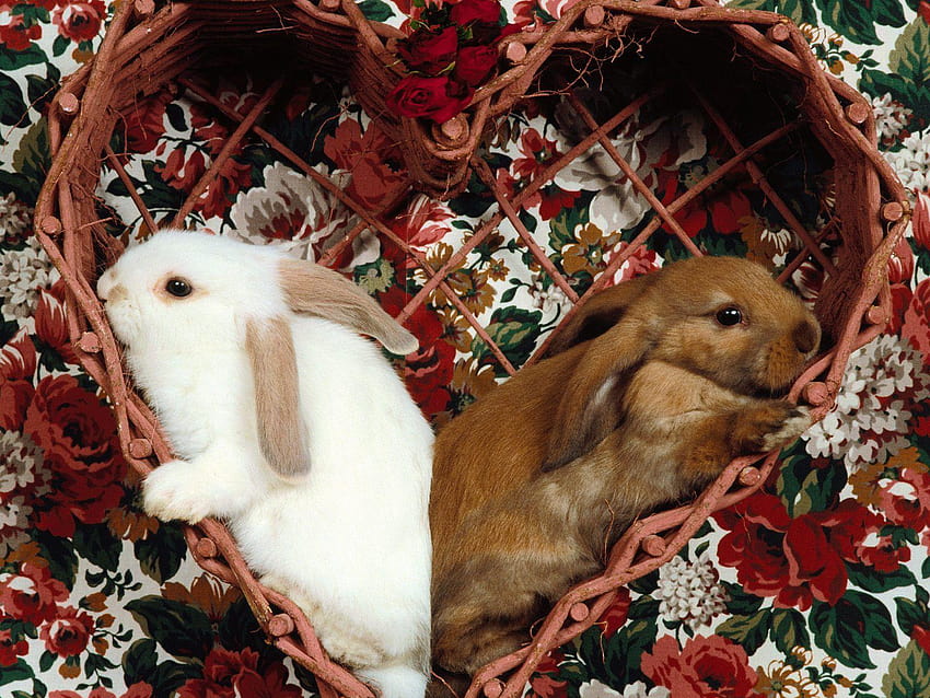 pretty aimated, rabbits HD wallpaper