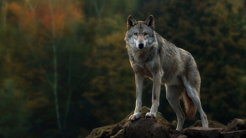 Lone Wolf Wallpapers - Top Free Lone Wolf Backgrounds - WallpaperAccess
