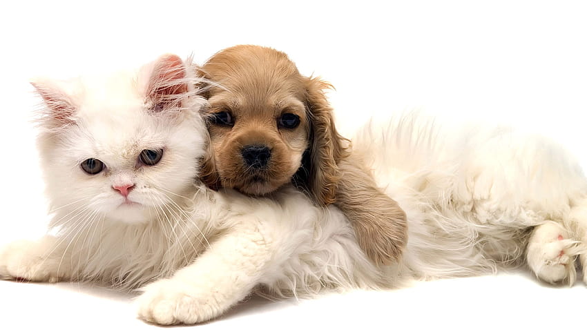 cute baby kittens and puppies