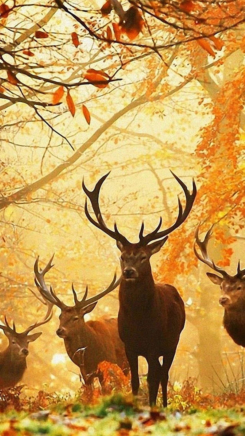 Hunting Phone Wallpapers  Top Free Hunting Phone Backgrounds   WallpaperAccess