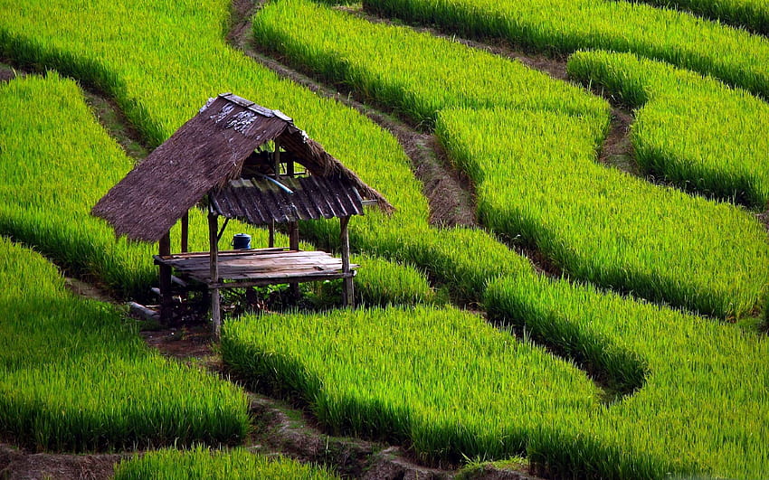 Paisagem de campo de arroz MacBook Air, vista de campo de arroz papel de parede HD
