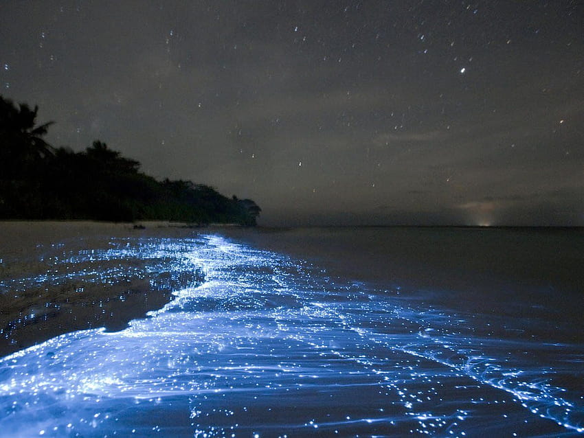 7 hermosas bahías y playas bioluminiscentes, plancton resplandeciente fondo de pantalla