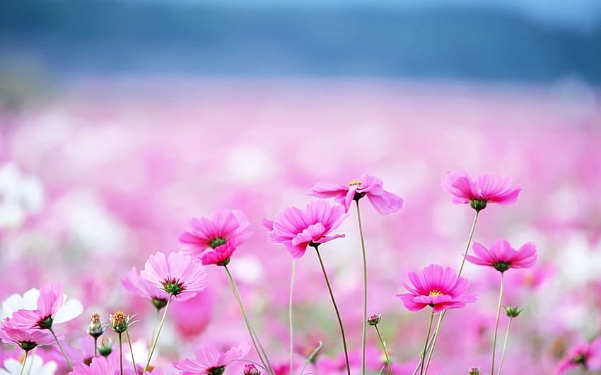 Flower Backgrounds, aesthetic spring flowers laptop HD wallpaper | Pxfuel