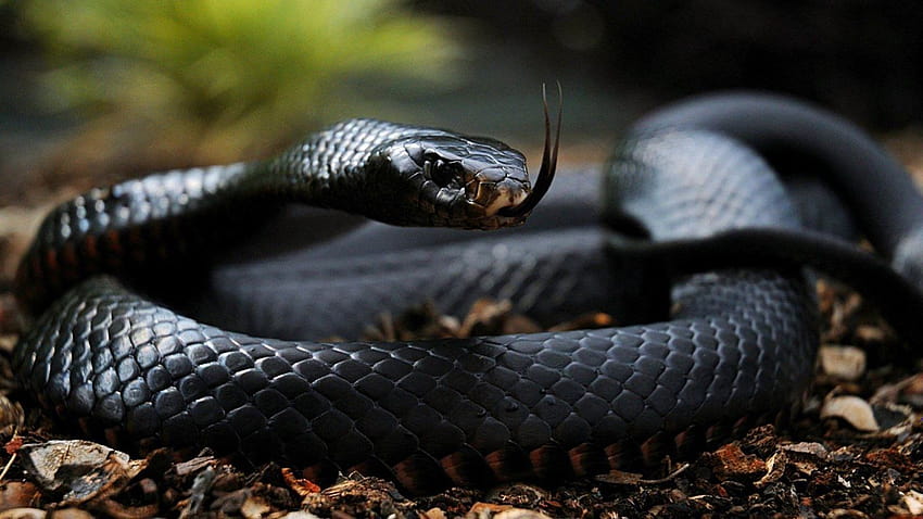 I serpenti più velenosi del mondo: Black Mamba. Il mamba nero, il mamba nero e il cobra reale Sfondo HD
