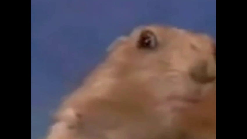 Regard de mort de hamster, hamster fixe Fond d'écran HD