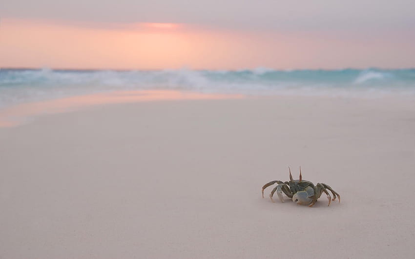 Crab, beach aesthetic HD wallpaper