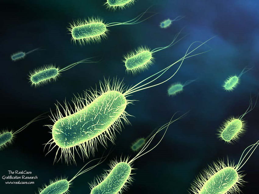 Bakteri, Clip Art, Clip Art di Perpustakaan Clipart, mikroorganisme Wallpaper HD