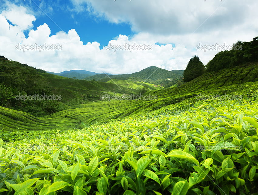Plantação de chá, feita pelo homem, plantação de chá HQ, plantação de chá papel de parede HD