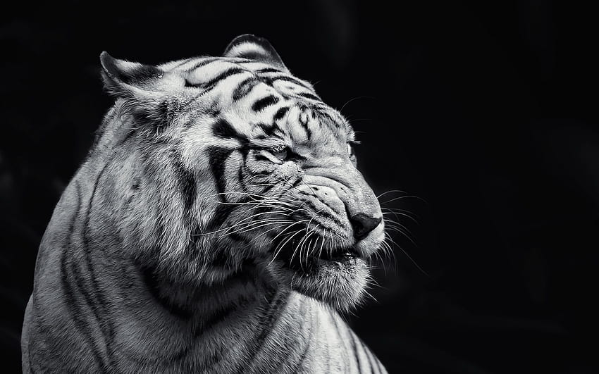 2827354 / cat albino animals tiger HD wallpaper