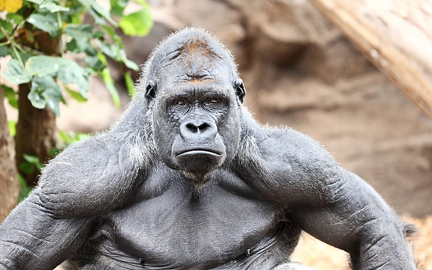 angry silverback gorillas