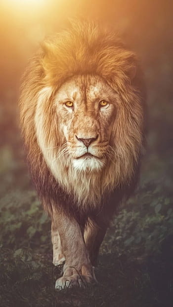 Beautiful Bob Marley Lion Wallpaper narnia quotes aslan quotesgram