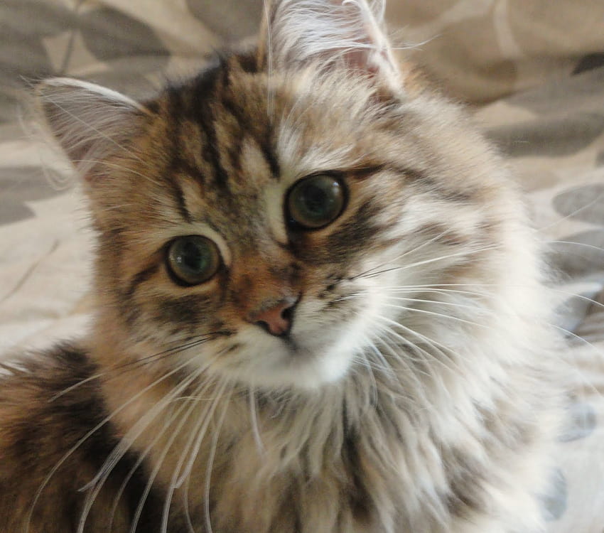 HWFD, siberian cat HD wallpaper