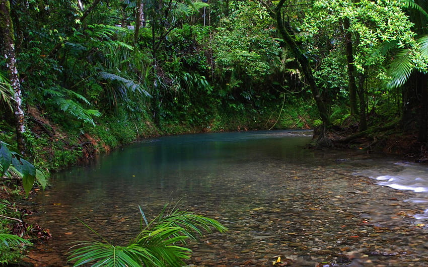 Rainforest , Ultra Rainforest HD wallpaper