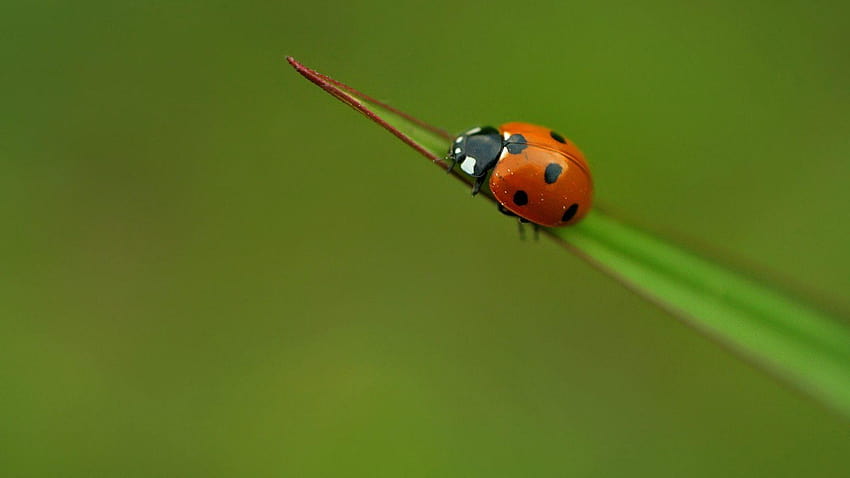 Beetles Tag : Leaves Beetles Plants Nature Animals Insects, ladybird beetle HD wallpaper