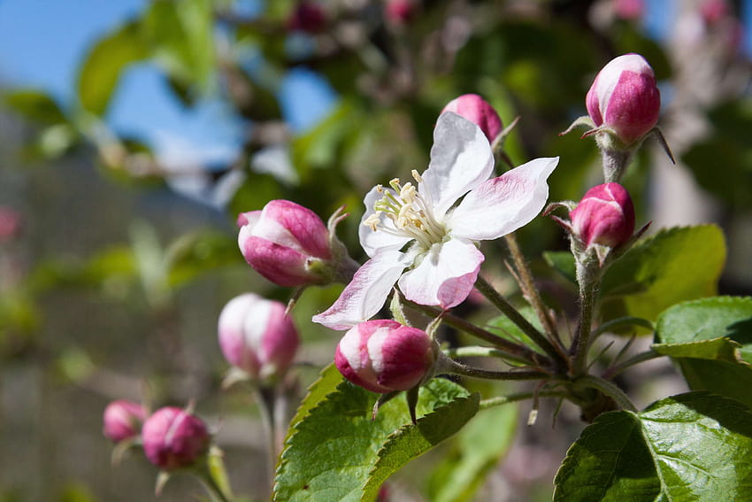 3099001 / apple blossom, despertar, florecer, flores, horticultura, lenz, naturaleza, uno, rosa, oler, primavera, brotar, las cuatro estaciones, árbol, blanco, huelo primavera fondo de pantalla