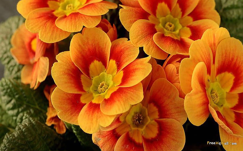 Beautiful Orange Flower 8562, aesthetic spring flowers horizontal HD wallpaper