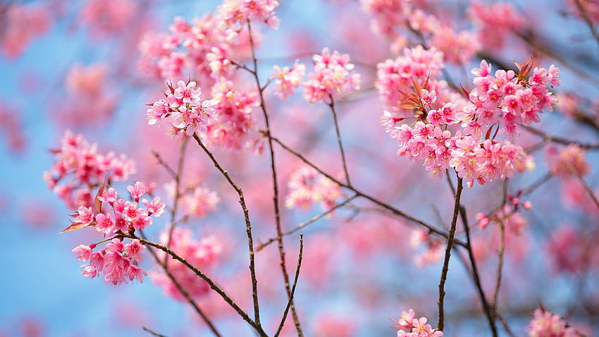 Get Cherry Blossoms, sakura trees aesthetic ps4 HD wallpaper