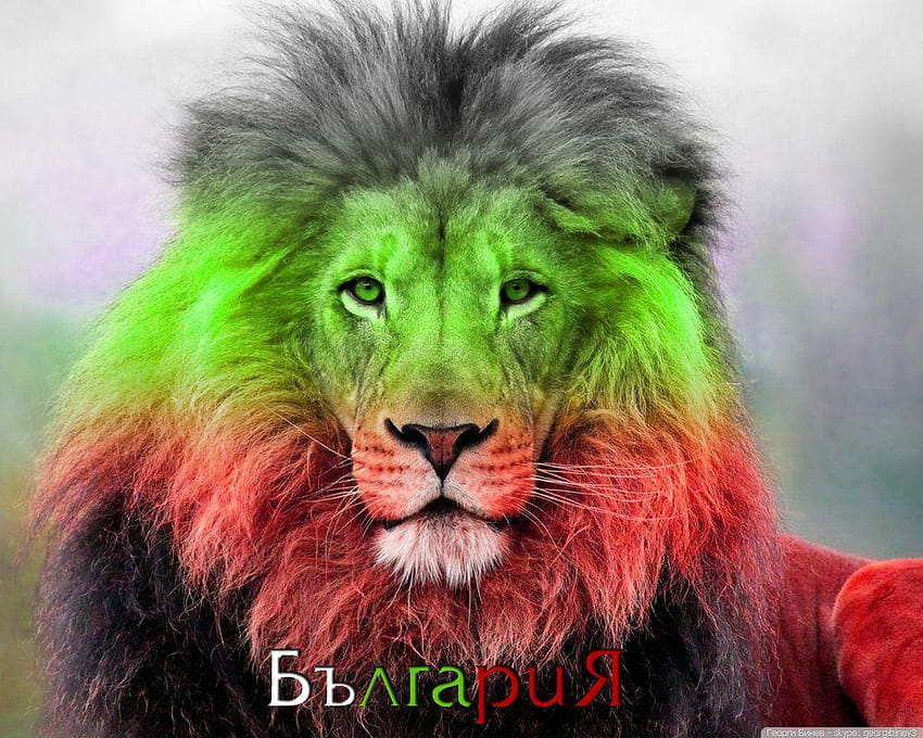 Bulgarian Lion 5, bulgaria flag HD wallpaper