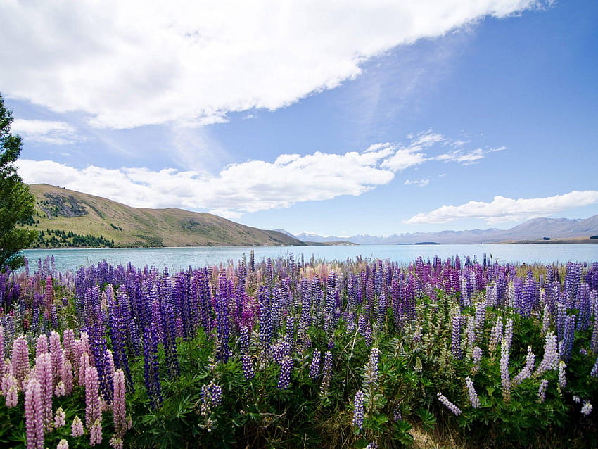 With Flowers Lupins Lake Tekapo New Zealand HD wallpaper